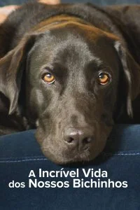 Постер к Тайная жизнь питомцев (1 сезон)